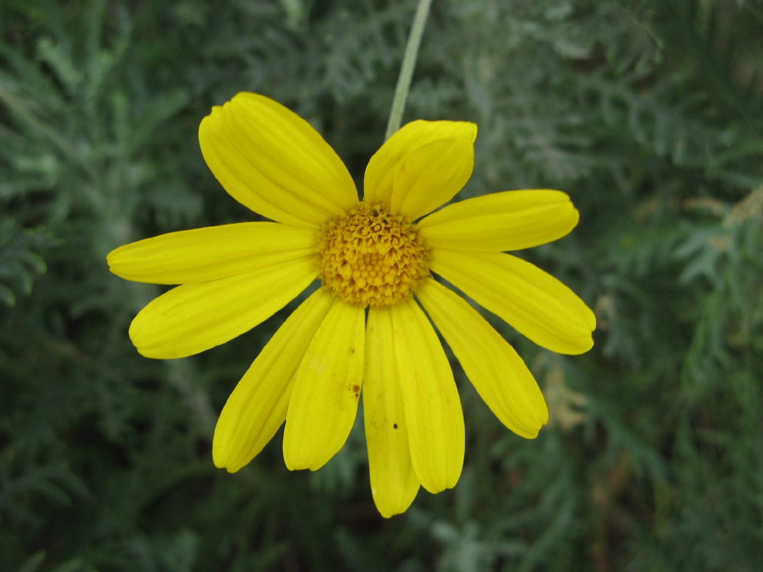 Euryops pectinatus